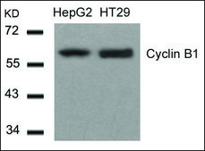 抗 CCNB1 (Ab-147) 兔抗 affinity isolated antibody