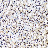 Anti-Histone H3 antibody produced in rabbit