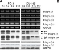 Anti-Integrin β1 Antibody, cytosolic Chemicon®, from rabbit