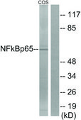 Anti-NF-κB p65 antibody produced in rabbit affinity isolated antibody