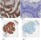 抗-PCNA抗体，克隆PC10 clone PC10, from mouse