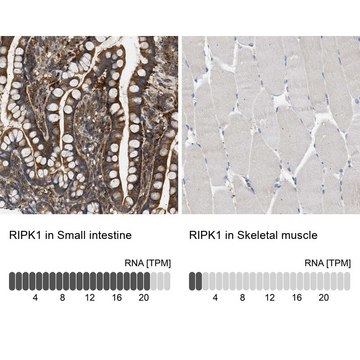 Anti-RIPK1 antibody produced in rabbit Prestige Antibodies® Powered by Atlas Antibodies, affinity isolated antibody, buffered aqueous glycerol solution