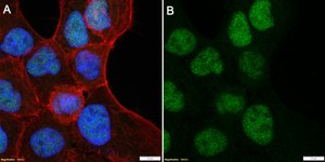 Anti-Cdc25A Antibody, clone 1M11 ZooMAb® Rabbit Monoclonal recombinant, expressed in HEK 293 cells