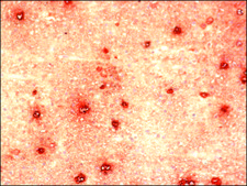 抗 呆蛋白 兔抗 IgG fraction of antiserum, buffered aqueous solution