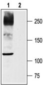 Anti-Sodium Channel NaV1.8 antibody produced in rabbit affinity isolated antibody, lyophilized powder