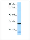 Anti-BDNF antibody produced in rabbit