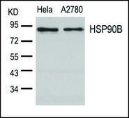 Anti-HSP90AB1 (Ab-254) antibody produced in rabbit affinity isolated antibody