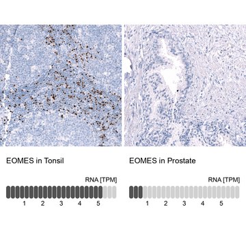Monoclonal Anti-EOMES antibody produced in mouse Prestige Antibodies® Powered by Atlas Antibodies, clone CL15425, purified antibody (Protein A)