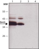 抗 Sirt2 兔抗 affinity isolated antibody, buffered aqueous solution