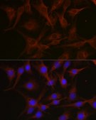 Anti- Notch1 antibody produced in rabbit