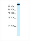Anti-CDH3 antibody produced in rabbit IgG fraction of antiserum
