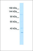Anti-WWP1 antibody produced in rabbit affinity isolated antibody