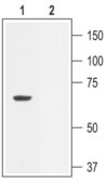Anti-Potassium Channel SK2 antibody produced in rabbit affinity isolated antibody, lyophilized powder