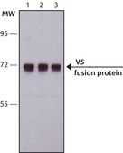 单克隆抗- V5 小鼠抗 clone V5-10, purified from hybridoma cell culture