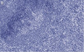 Anti-CD73 (NT5E) Antibody, clone 1F22 ZooMAb® Rabbit Monoclonal recombinant, expressed in HEK 293 cells