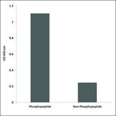 Anti-phospho-TR-β1 (pSer142) antibody produced in rabbit affinity isolated antibody