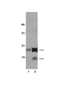 Anti-acetyl-Lysine Antibody, clone 4G12 clone 4G12, Upstate®, from mouse