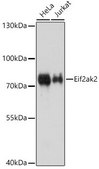 Anti-Eif2ak2 antibody produced in rabbit