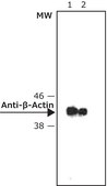 Anti-Mouse IgG (Fab specific)–Peroxidase antibody produced in goat affinity isolated antibody, buffered aqueous solution