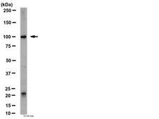 Anti-mGluR4 Antibody from rabbit