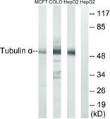 Anti-Tubulin α antibody produced in rabbit affinity isolated antibody