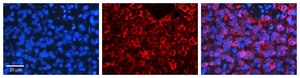 Anti-PSEN2 antibody produced in rabbit affinity isolated antibody
