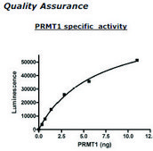 PRMT1 Active human recombinant, expressed in baculovirus infected insect cells, ≥70% (SDS-PAGE)