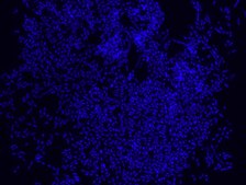 Eubacteria FISH probe - Cy3 Probe for fluorescence in situ hybridization (FISH)