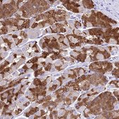 Anti-LIPF antibody produced in rabbit Prestige Antibodies® Powered by Atlas Antibodies, affinity isolated antibody, buffered aqueous glycerol solution