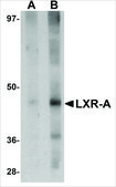 Anti-LXR-A antibody produced in rabbit affinity isolated antibody, buffered aqueous solution