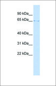 Anti-LMNB1 antibody produced in rabbit affinity isolated antibody
