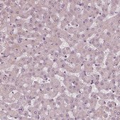 Anti-GAL antibody produced in rabbit Prestige Antibodies® Powered by Atlas Antibodies, affinity isolated antibody, buffered aqueous glycerol solution