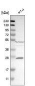 Anti-CASP10 antibody produced in rabbit Prestige Antibodies® Powered by Atlas Antibodies, affinity isolated antibody, buffered aqueous glycerol solution