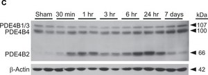 Anti-PDE4B2 Antibody from rabbit, purified by affinity chromatography