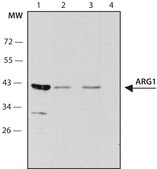 Anti-ARG1 antibody, Mouse monoclonal clone ARG1-3, purified from hybridoma cell culture