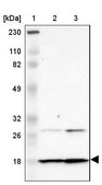 Anti-DNAL4 antibody produced in rabbit Prestige Antibodies® Powered by Atlas Antibodies, affinity isolated antibody, buffered aqueous glycerol solution