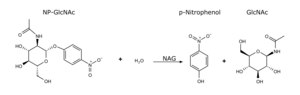 β-N-Acetylglucosaminidase Assay Kit sufficient for 50 reactions (1 mL), sufficient for 500 reactions (100 μL)