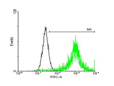 Anti-ATP1B3 antibody produced in mouse purified immunoglobulin, buffered aqueous solution