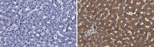Anti-Transferrin Antibody, clone 2B8 , ZooMAb® Rabbit Monoclonal recombinant, expressed in HEK 293 cells