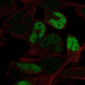 Anti-MYOG antibody produced in rabbit Prestige Antibodies® Powered by Atlas Antibodies, affinity isolated antibody