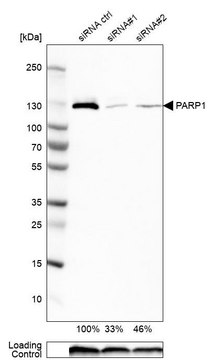 Anti-PARP1 antibody produced in rabbit Prestige Antibodies® Powered by Atlas Antibodies, affinity isolated antibody, buffered aqueous glycerol solution