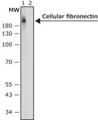 抗细胞纤连蛋白单克隆抗体 小鼠抗 clone FN-3E2, ascites fluid