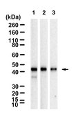 Anti-Caspase-9 Antibody, clone 1G22 ZooMAb® Rabbit Monoclonal recombinant, expressed in HEK 293 cells