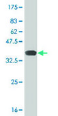 ANTI-RUNX2 antibody produced in mouse clone 6E1, purified immunoglobulin, buffered aqueous solution