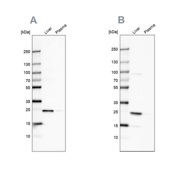Anti-CRP antibody produced in rabbit Prestige Antibodies® Powered by Atlas Antibodies, affinity isolated antibody, buffered aqueous glycerol solution, Ab2