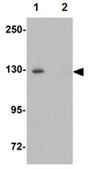 Anti-EPAC2 Antibody from rabbit, purified by affinity chromatography