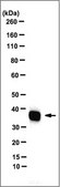 Anti-LDH-A Antibody, clone 5D2.1 clone 5D2.1, from mouse