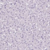 Anti-POPDC2 antibody produced in rabbit Prestige Antibodies® Powered by Atlas Antibodies, affinity isolated antibody, buffered aqueous glycerol solution