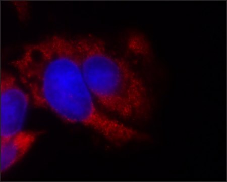 Monoclonal Anti-FMR1 antibody produced in mouse clone FMR2.5, hybridoma cell culture supernatant