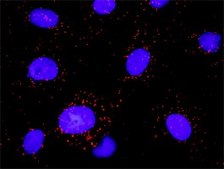 Monoclonal Anti-PLCG1 antibody produced in mouse clone 2A2, purified immunoglobulin, buffered aqueous solution